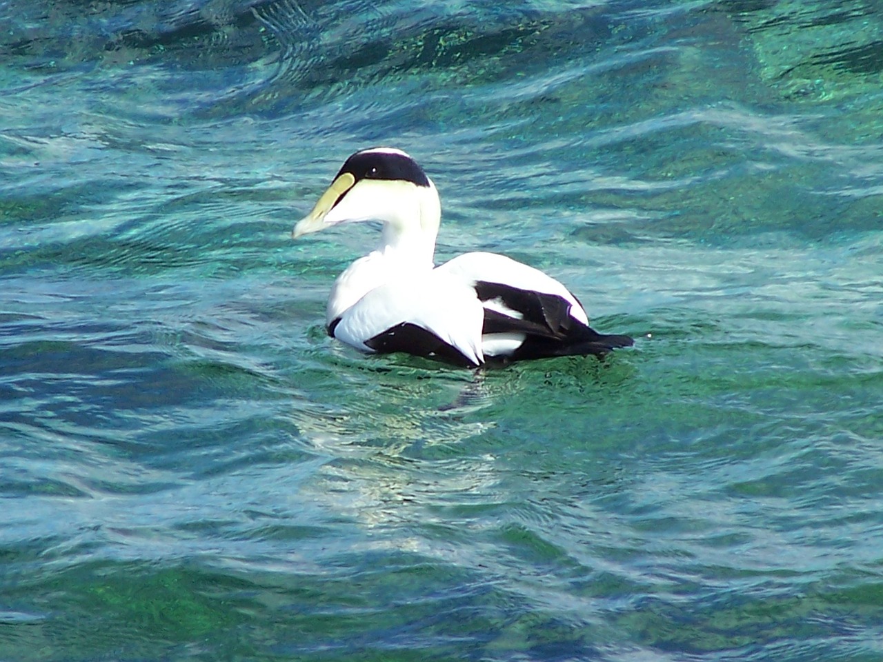 duck water nature free photo