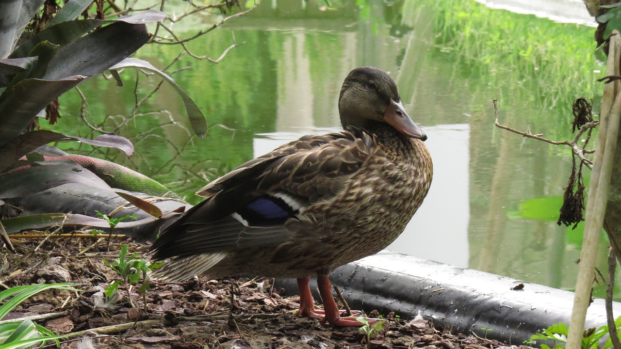 duck animal nature free photo