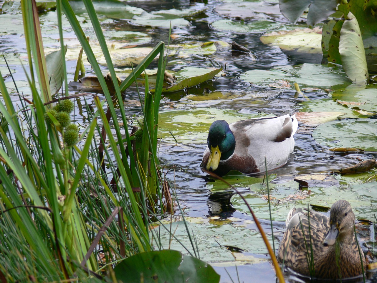 duck ave pond free photo