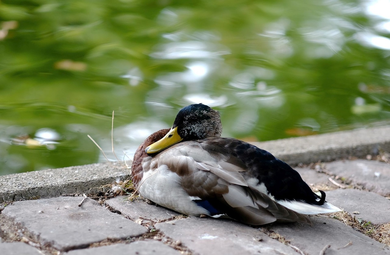 duck mallard drake free photo