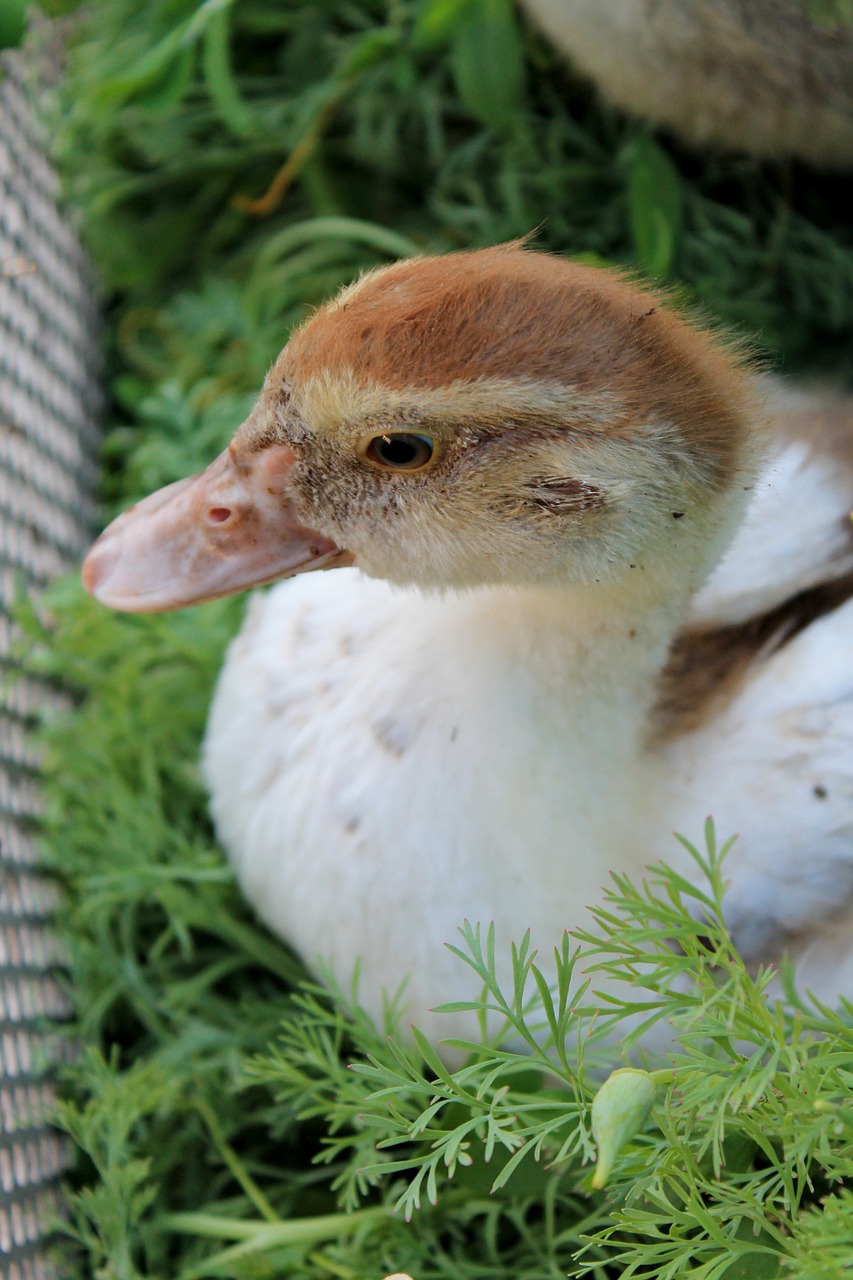 duck bird beautiful free photo