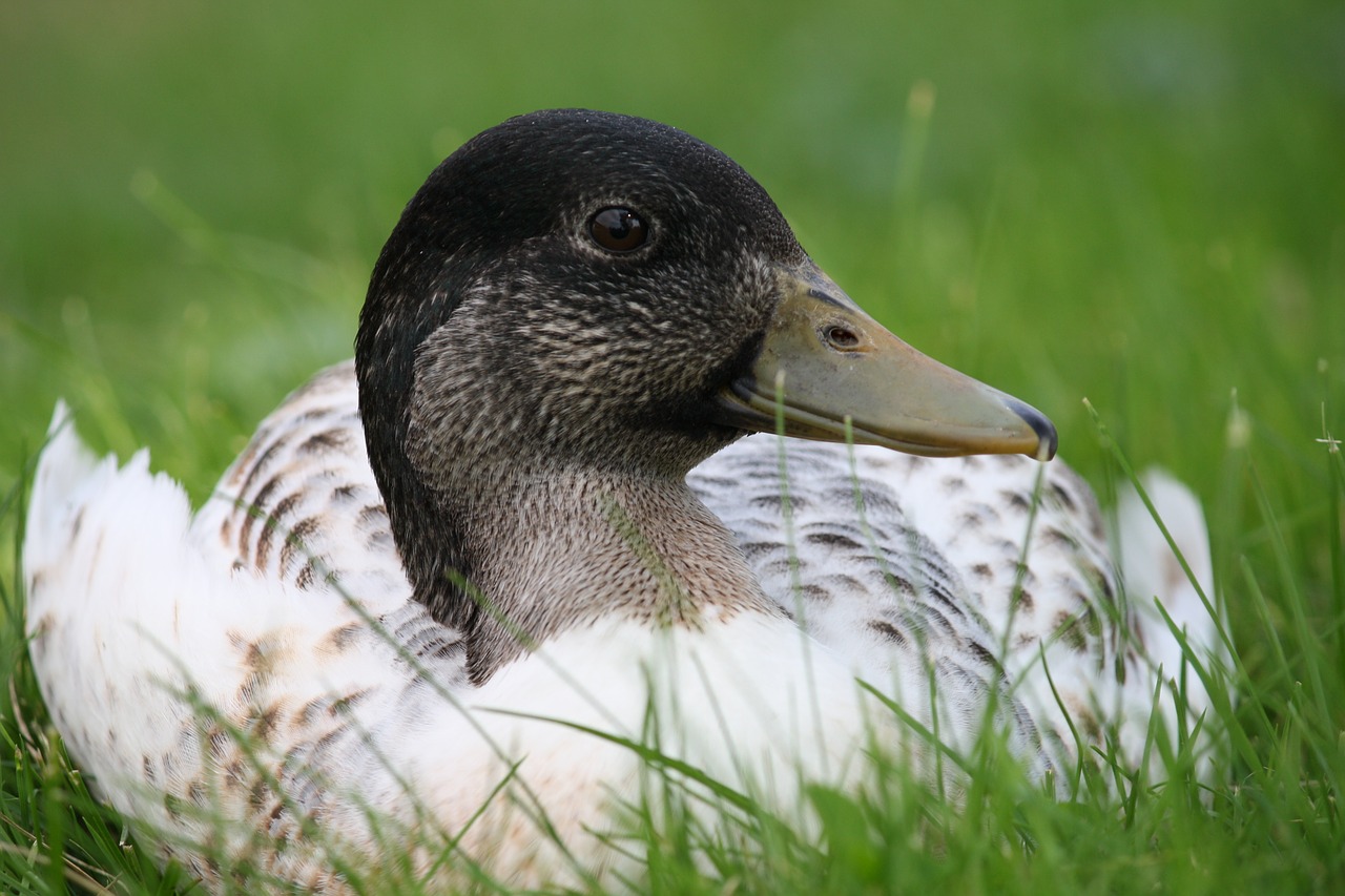 duck outside animals free photo