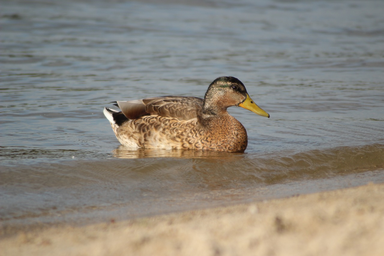 duck lake water free photo