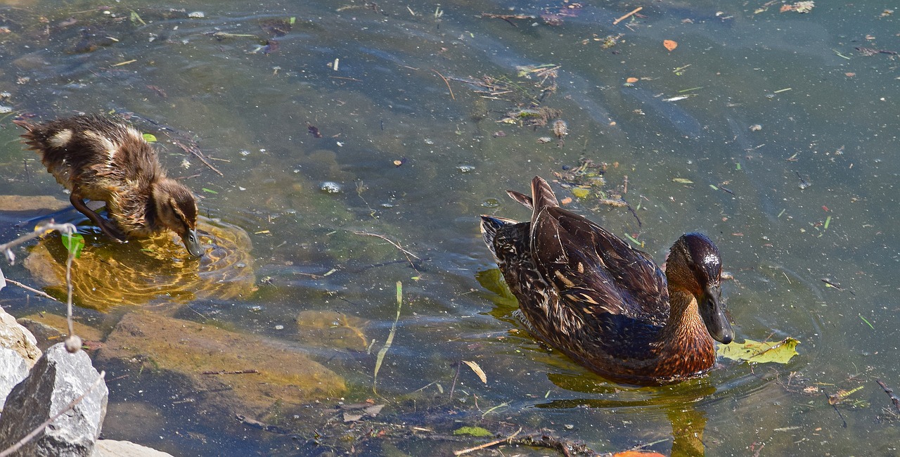 duck and duckling mallard duck duckling free photo