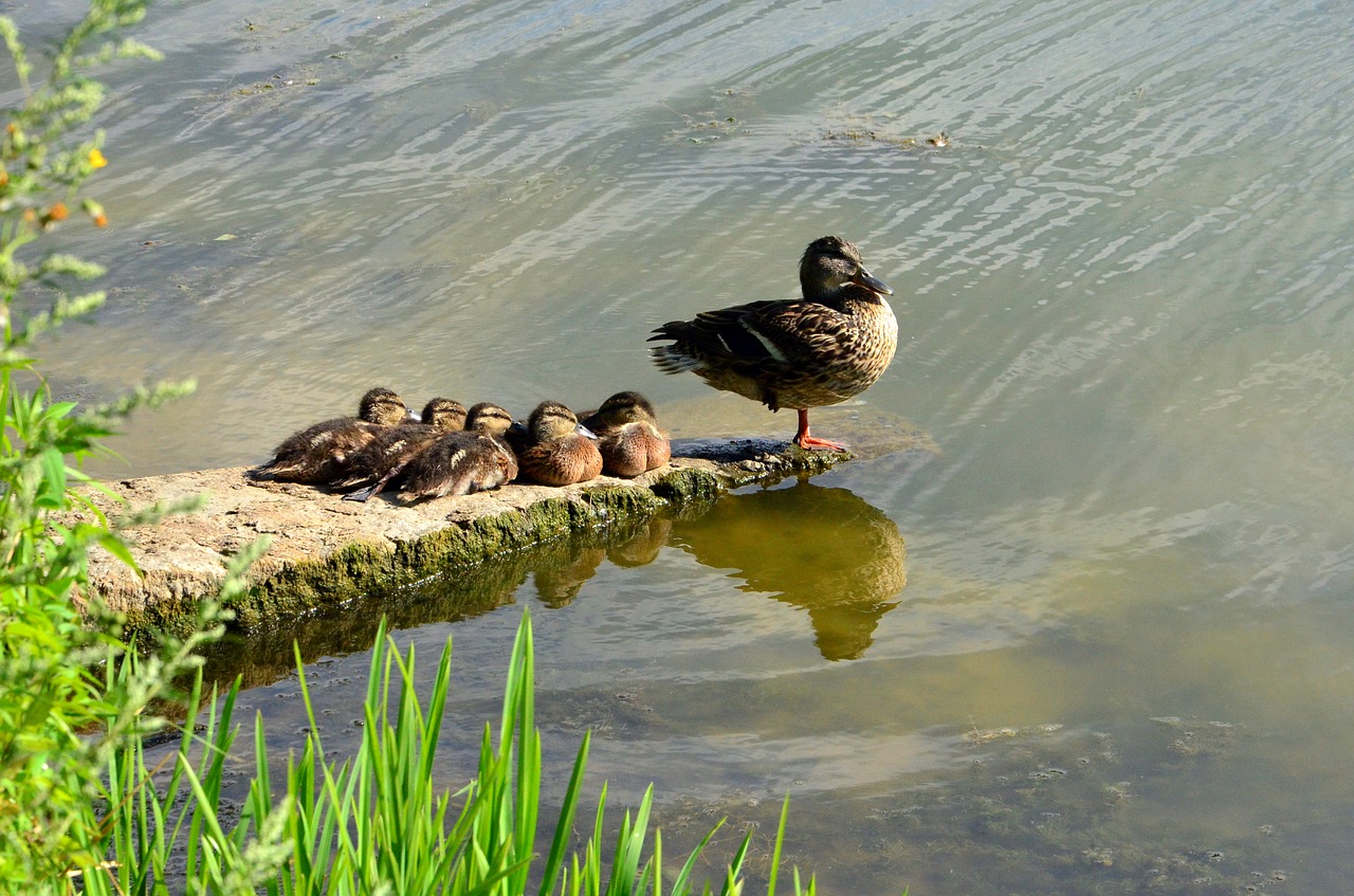 duck and ducklings river vacation free photo