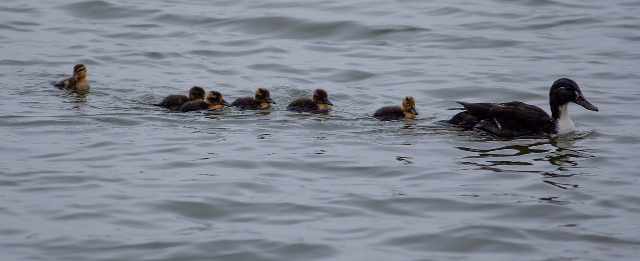 duck and ducklings  mallard  hen mallard free photo