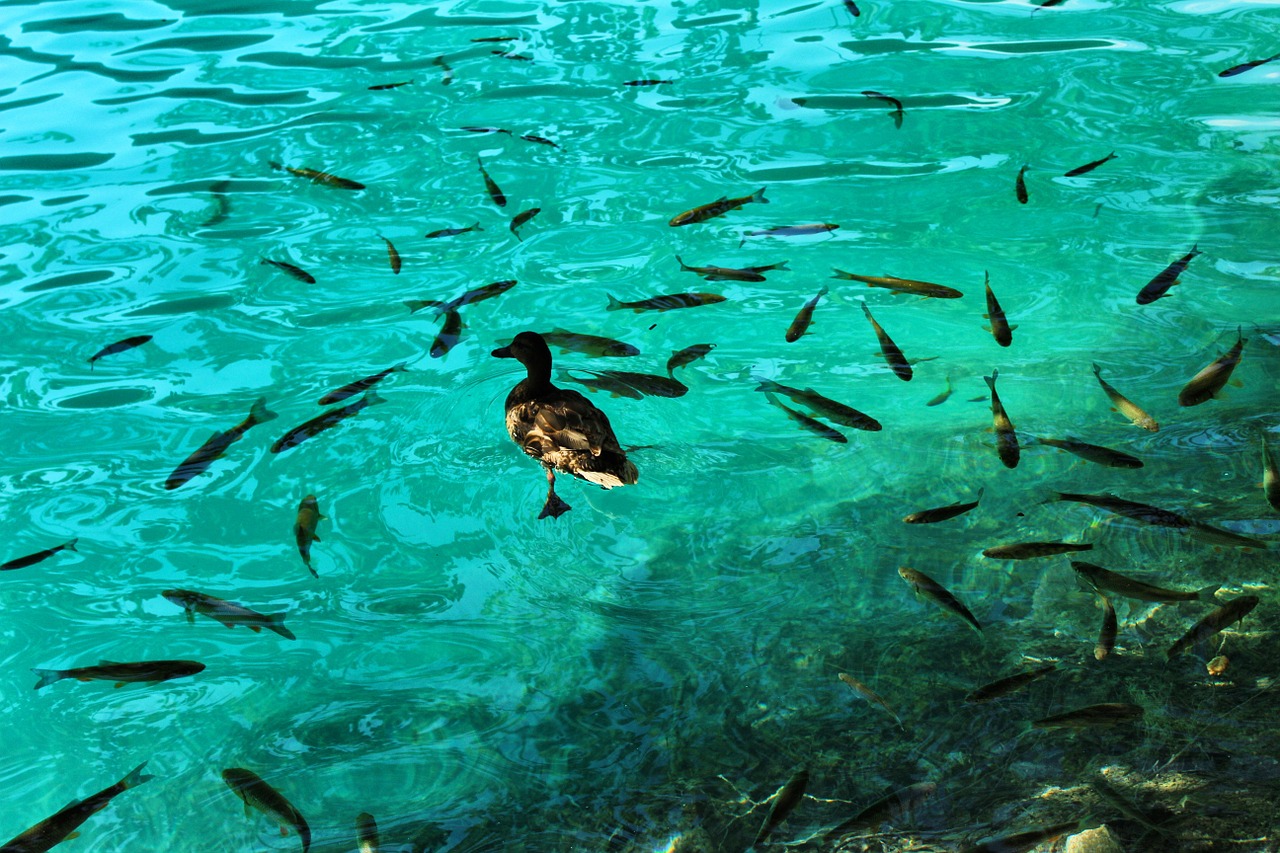 duck and fish fish clear water free photo