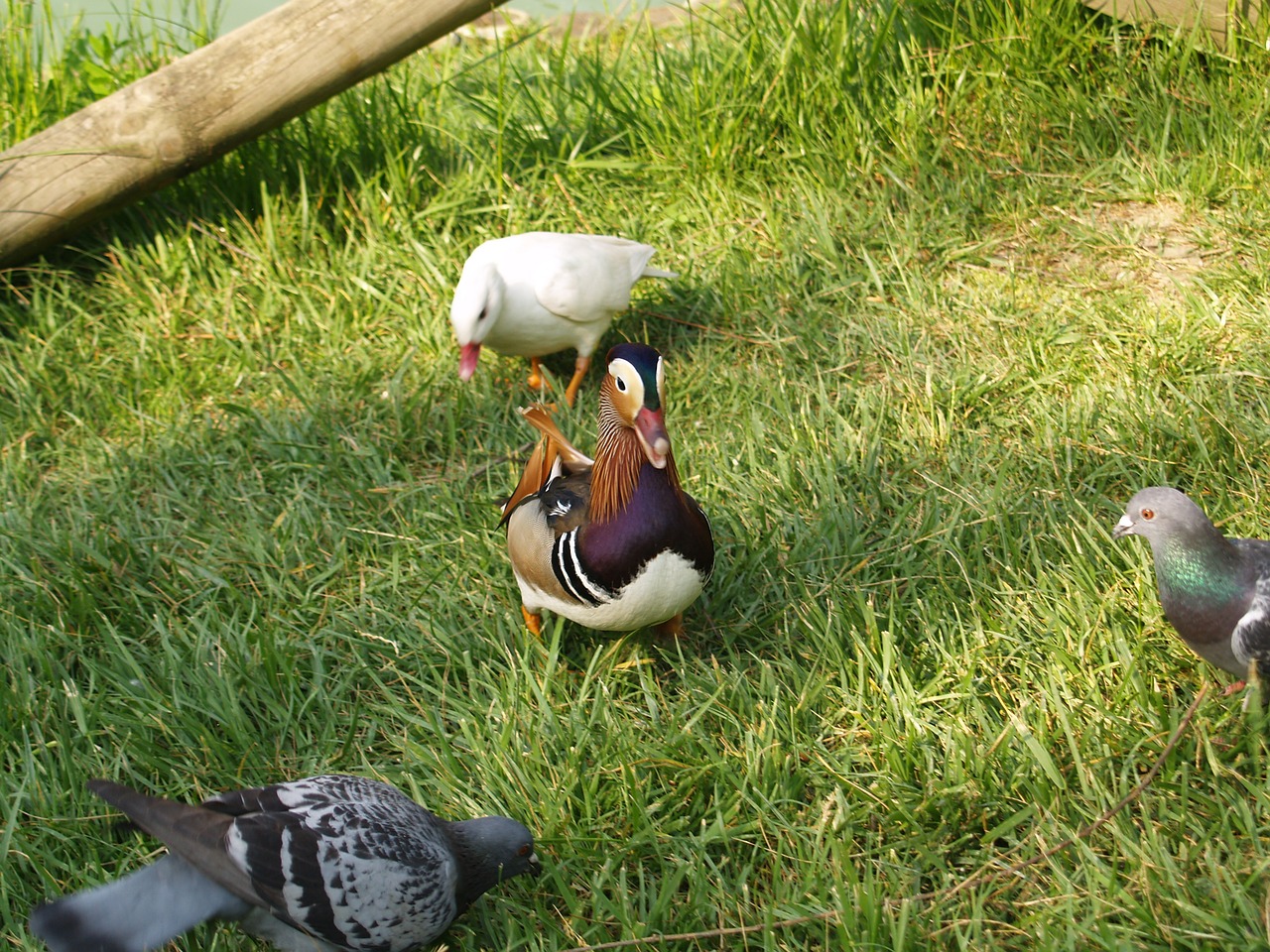 duck and pigeons volatile park free photo