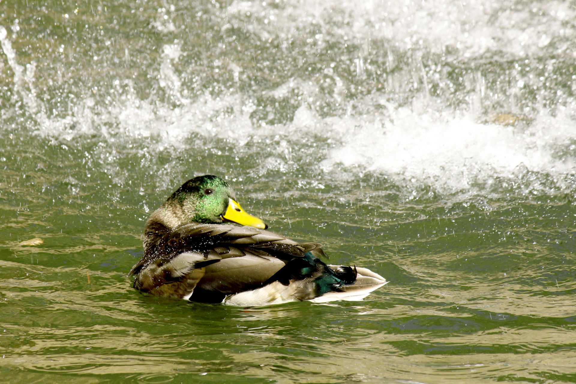 duck water waterfall free photo