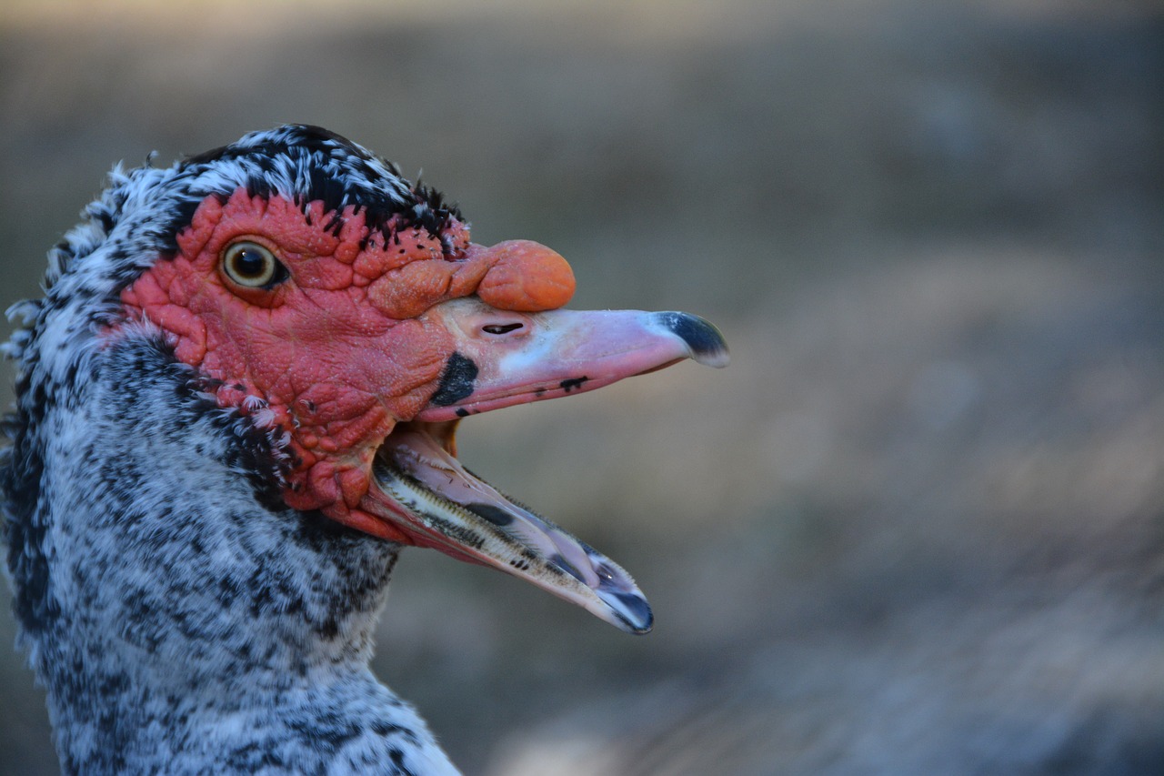 duck barbarism  beak  duck free photo