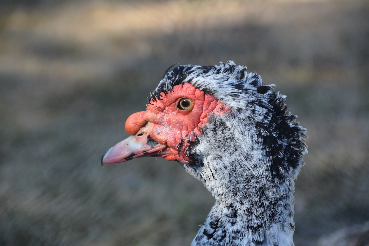 duck barbarism  beak  bird free photo