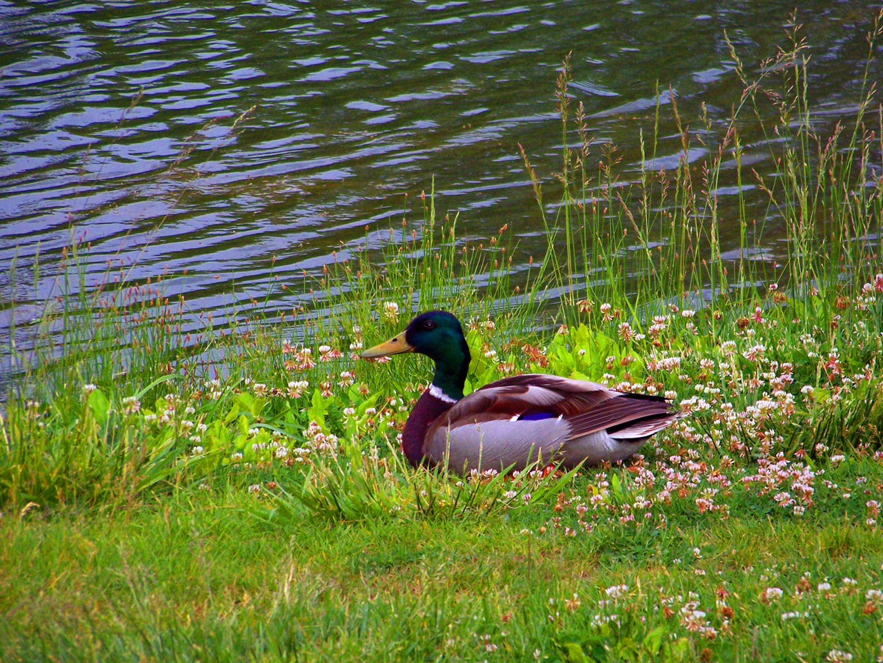 mallard duck clover free photo