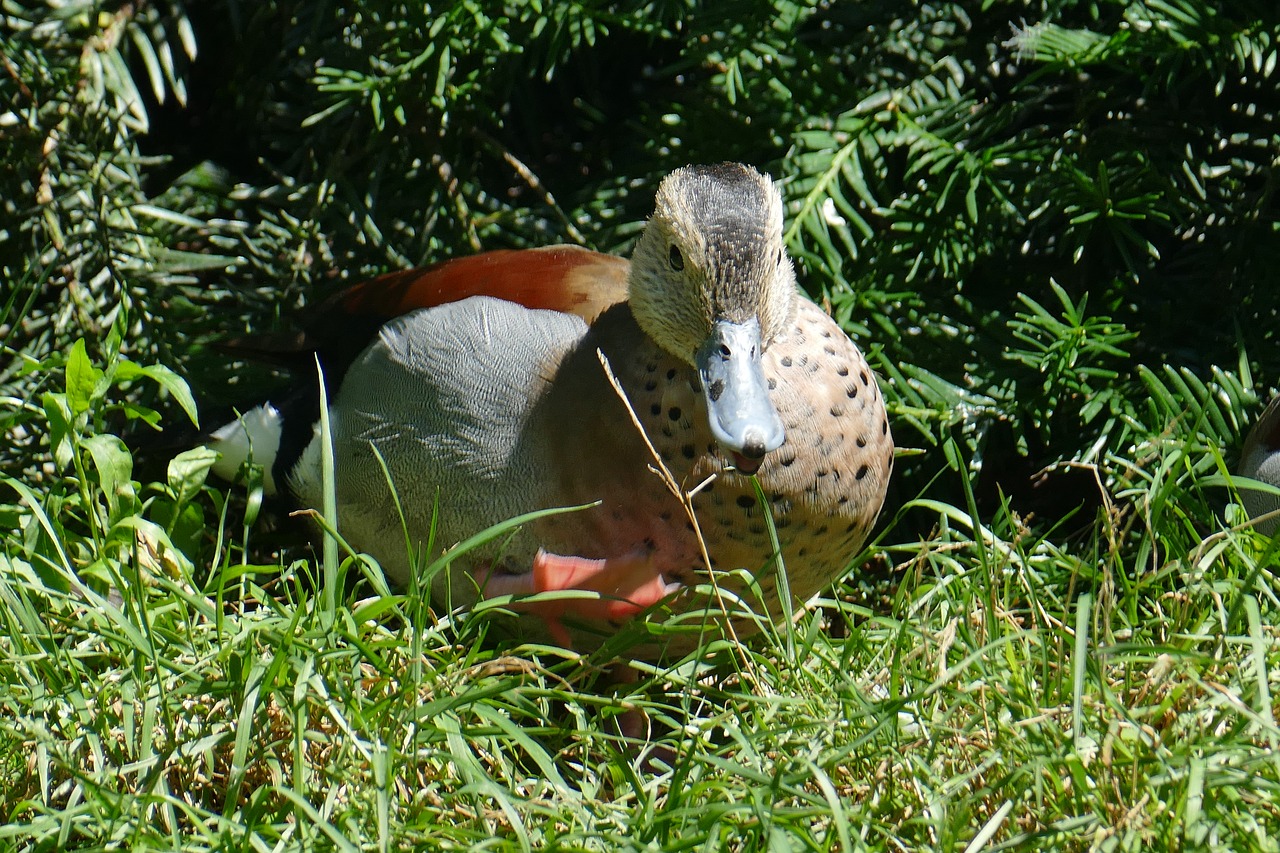 duck bird mandarin ducks pond free photo