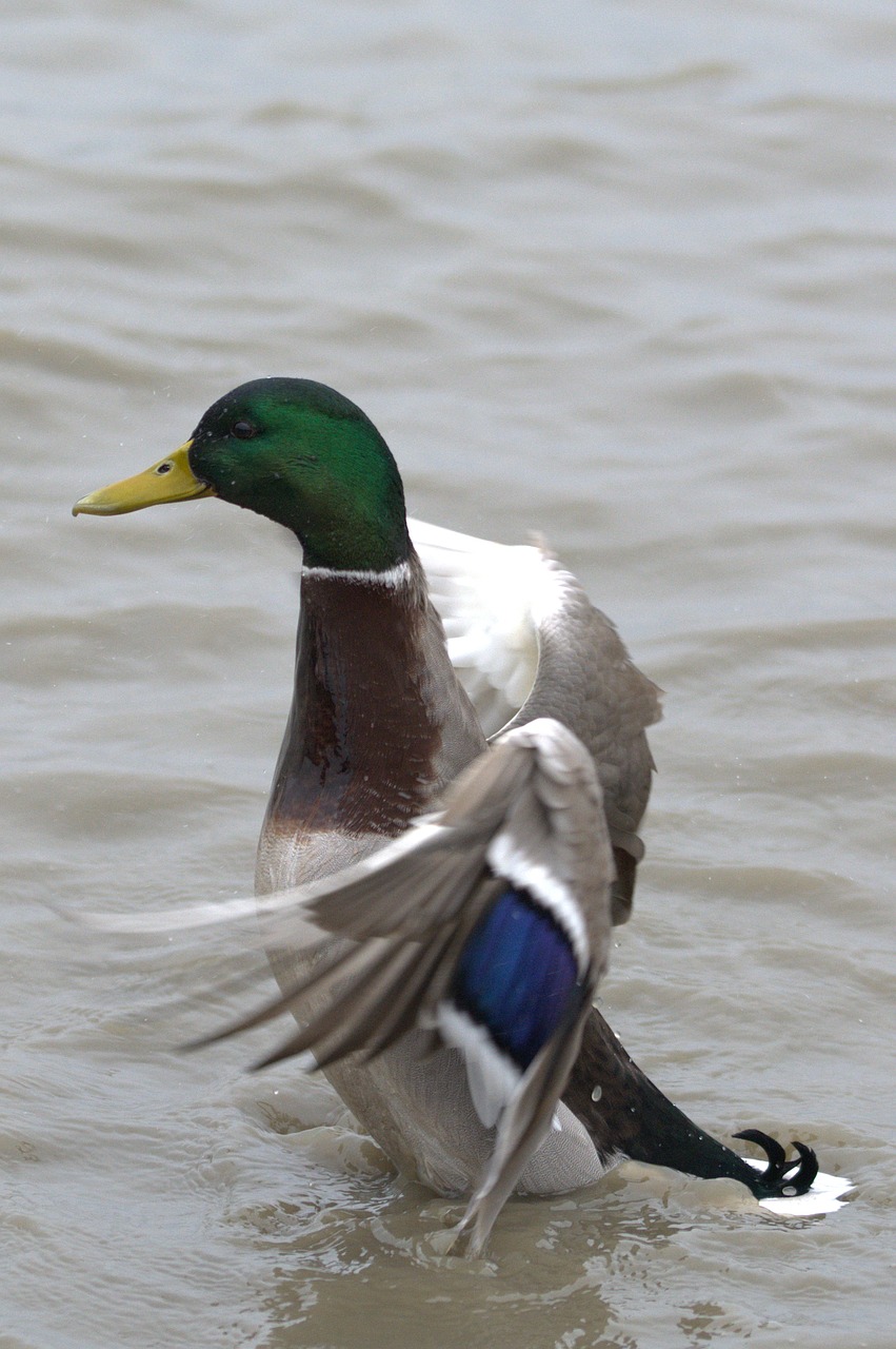 duck bird bird water bird free photo