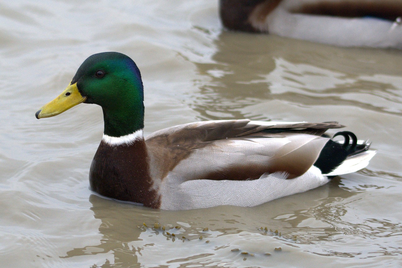 duck bird bird water bird free photo