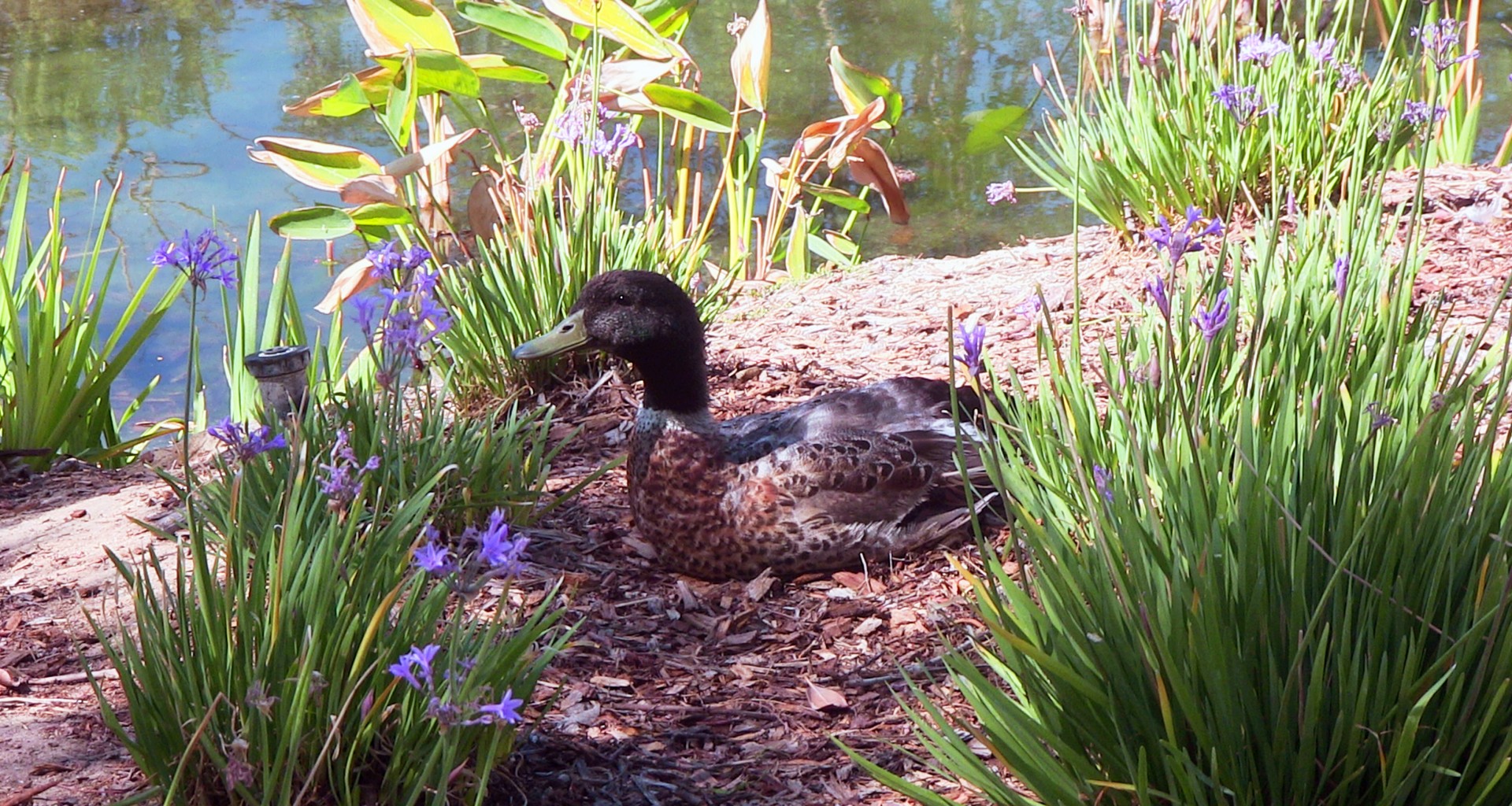 duck lake water free photo