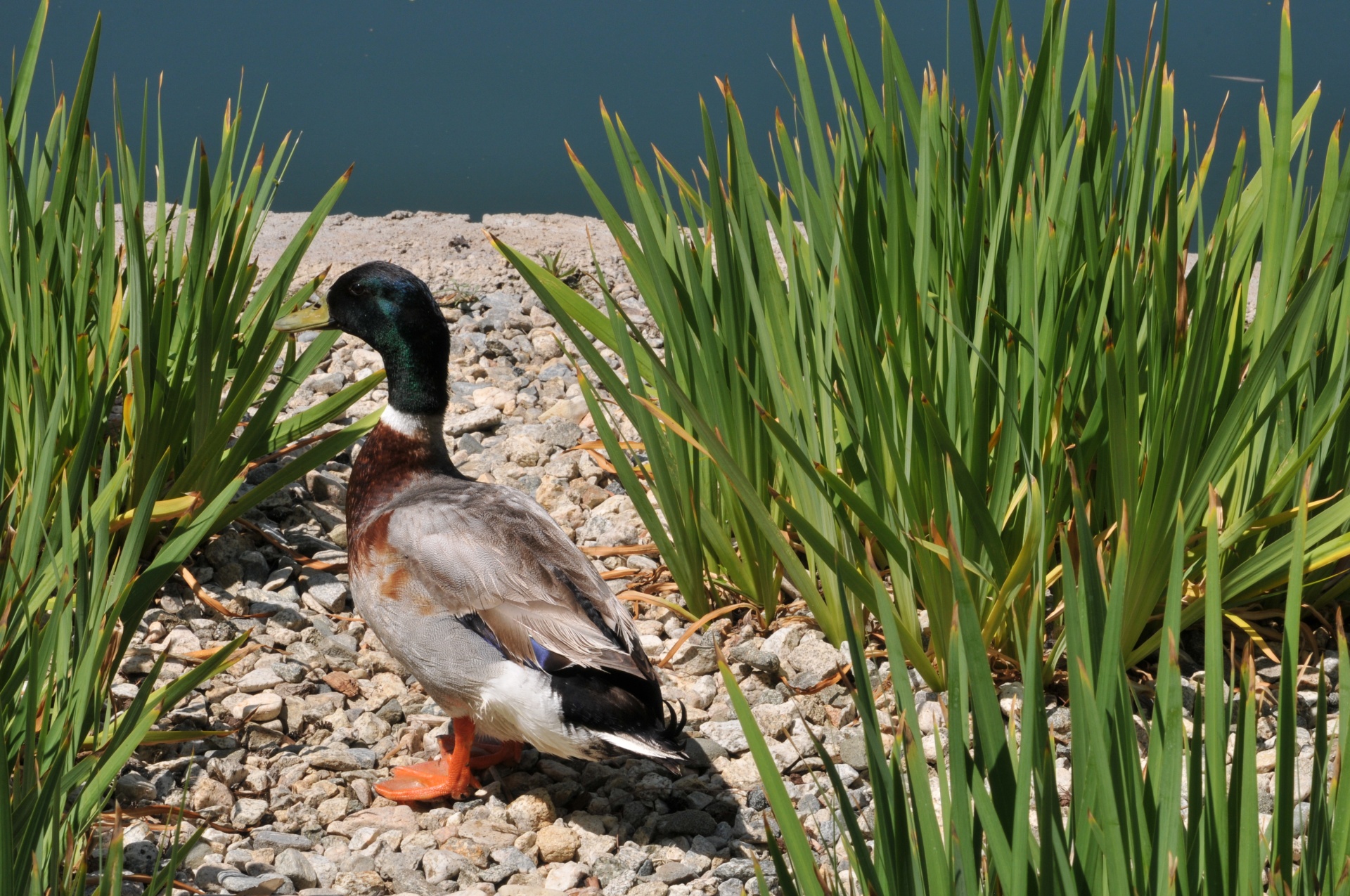 duck ducks waterfowl free photo