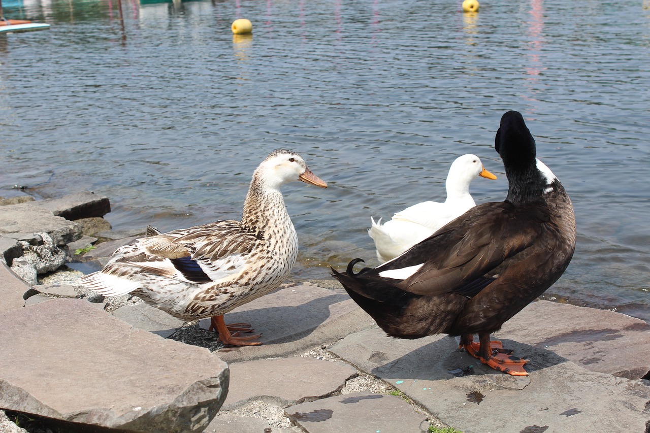 duck child water duck riverside free photo