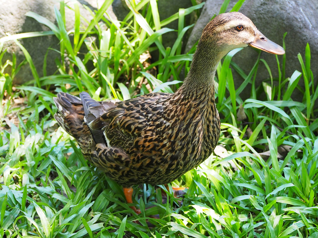 duck child waterfowl poultry free photo