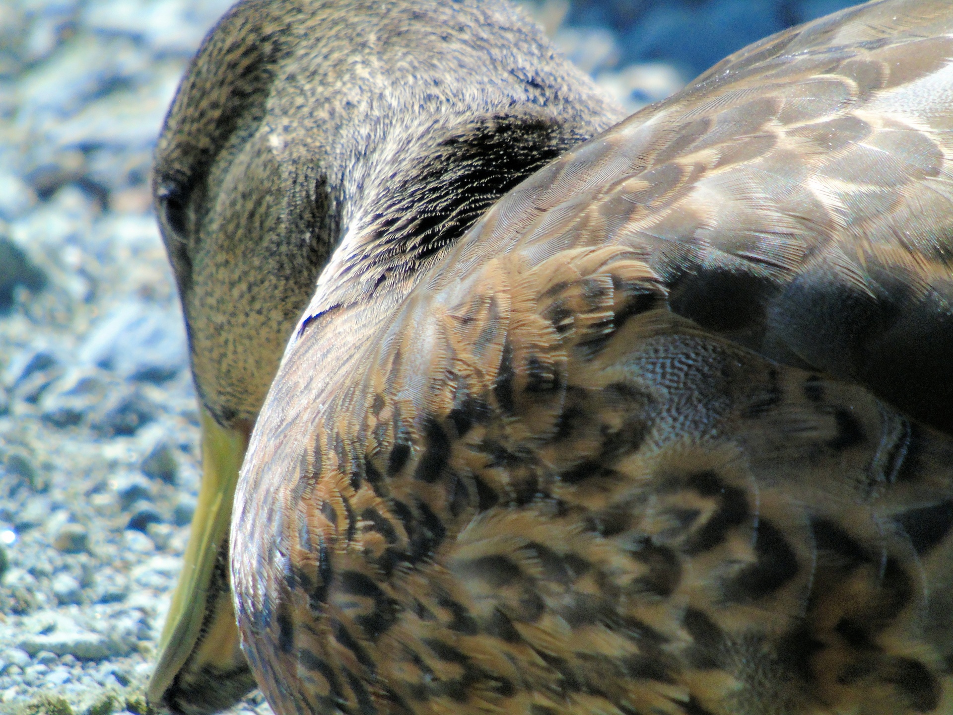 canadian duck closeup free photo