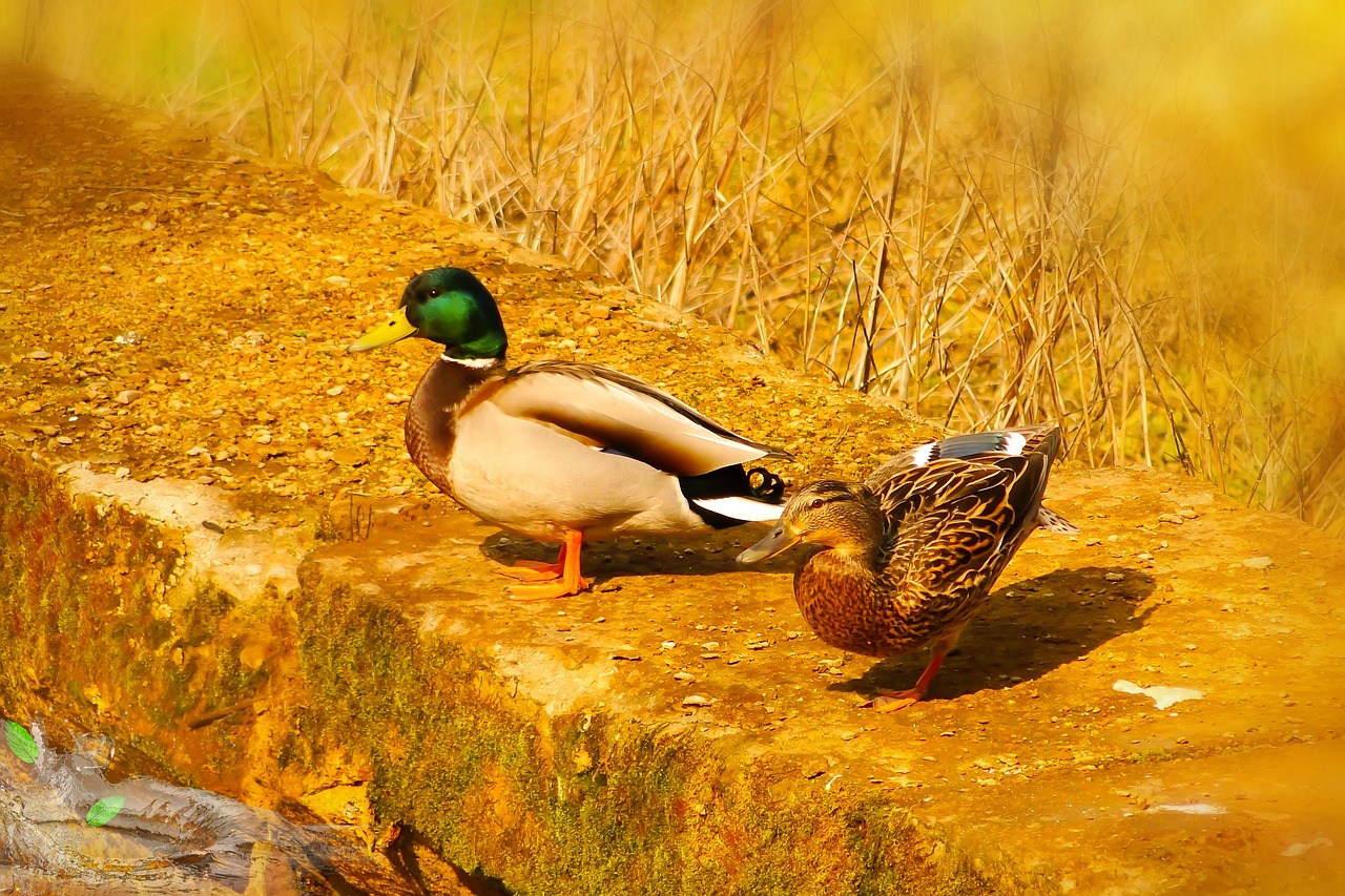 duck crosswords  parka  over the pond free photo