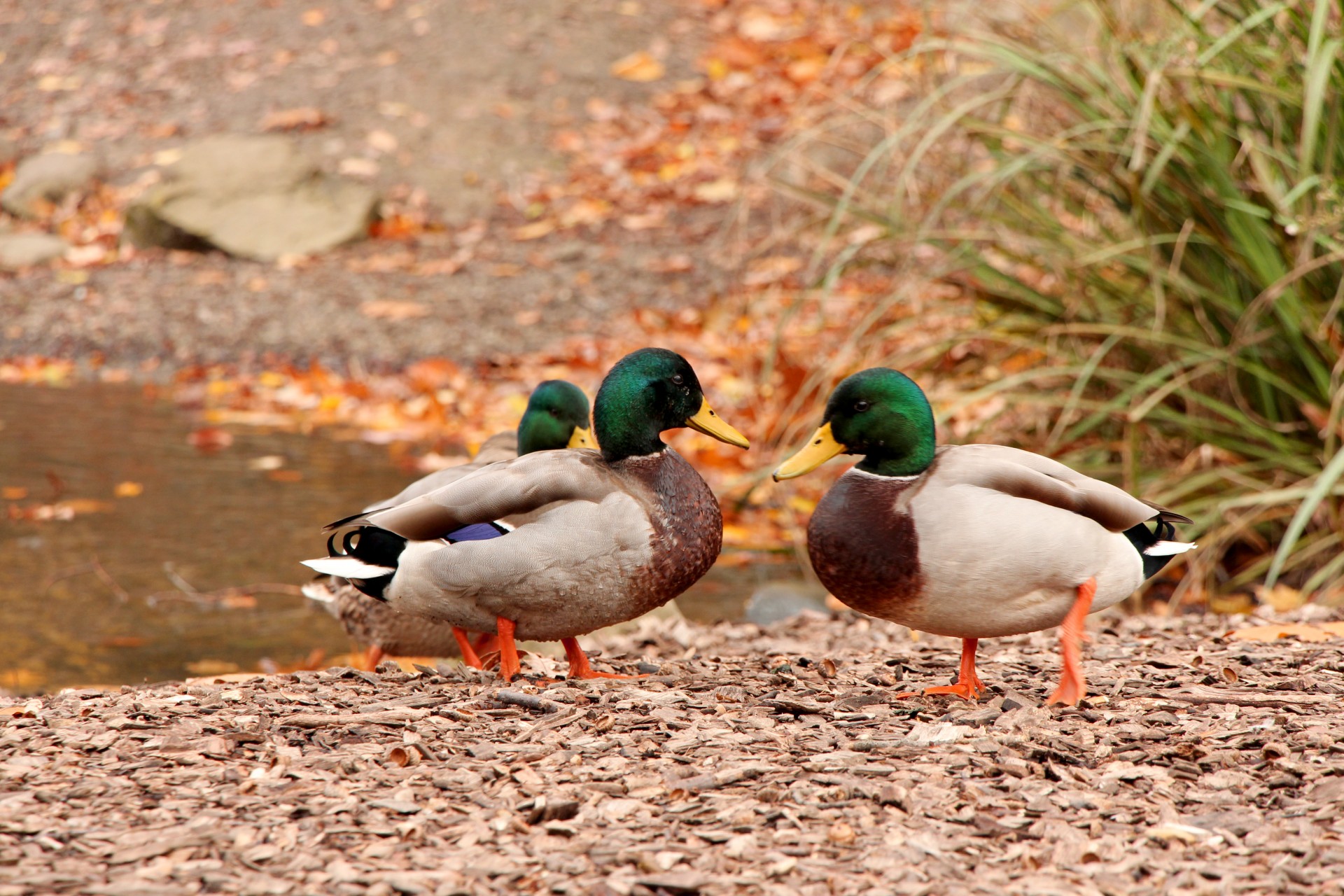 duck ducks lake free photo