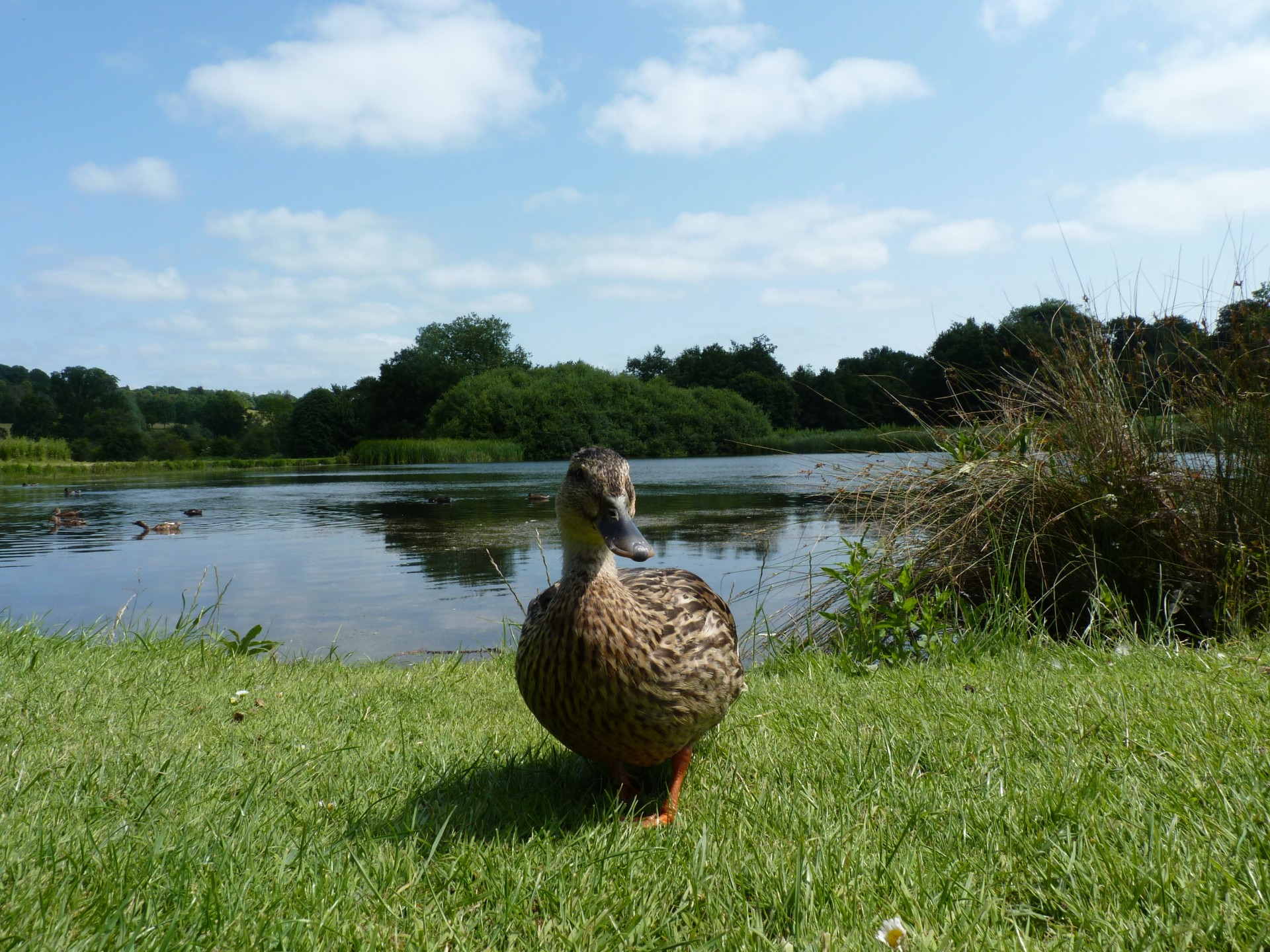 duck drake bird free photo