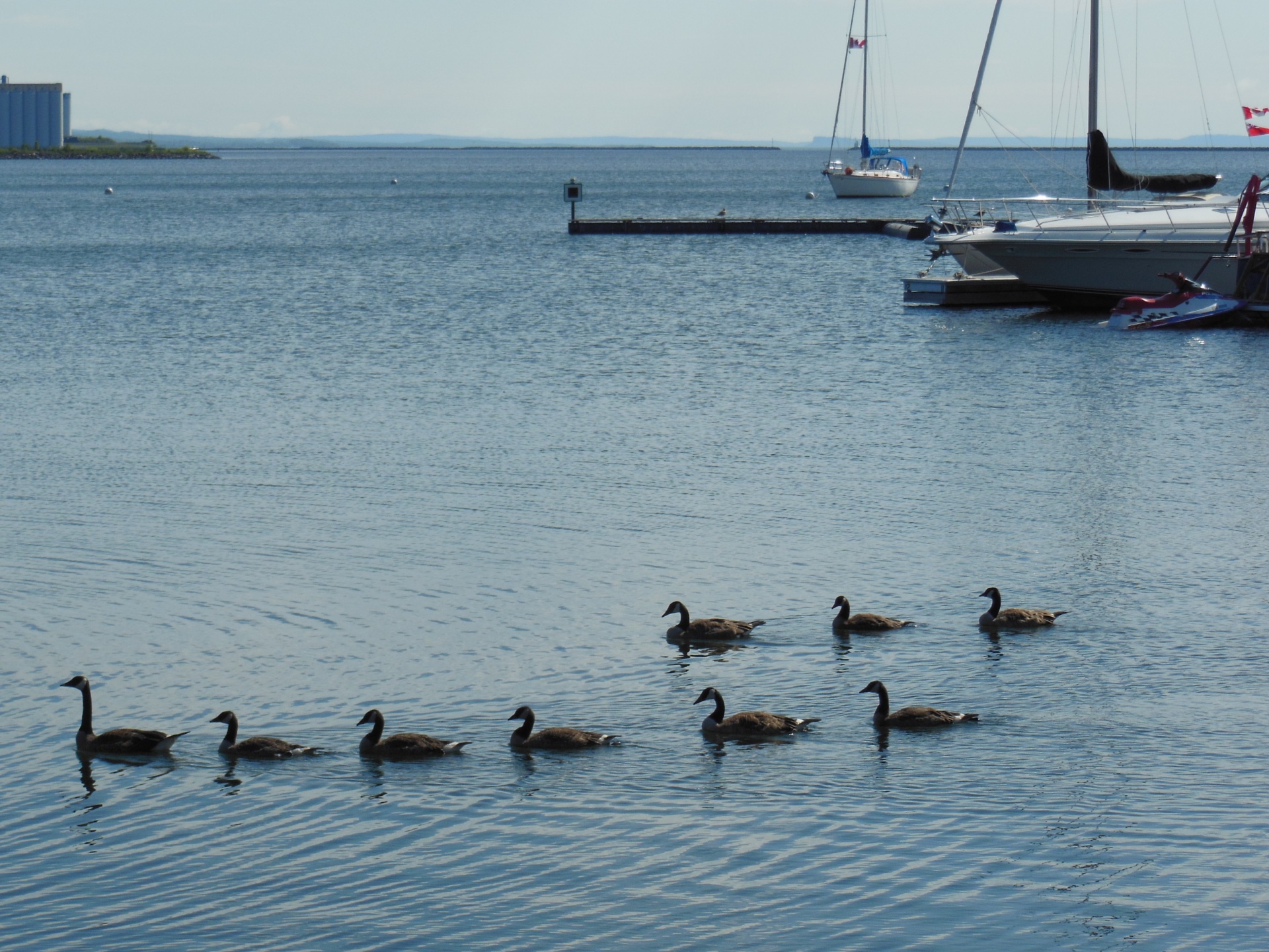 ducks birds sea free photo