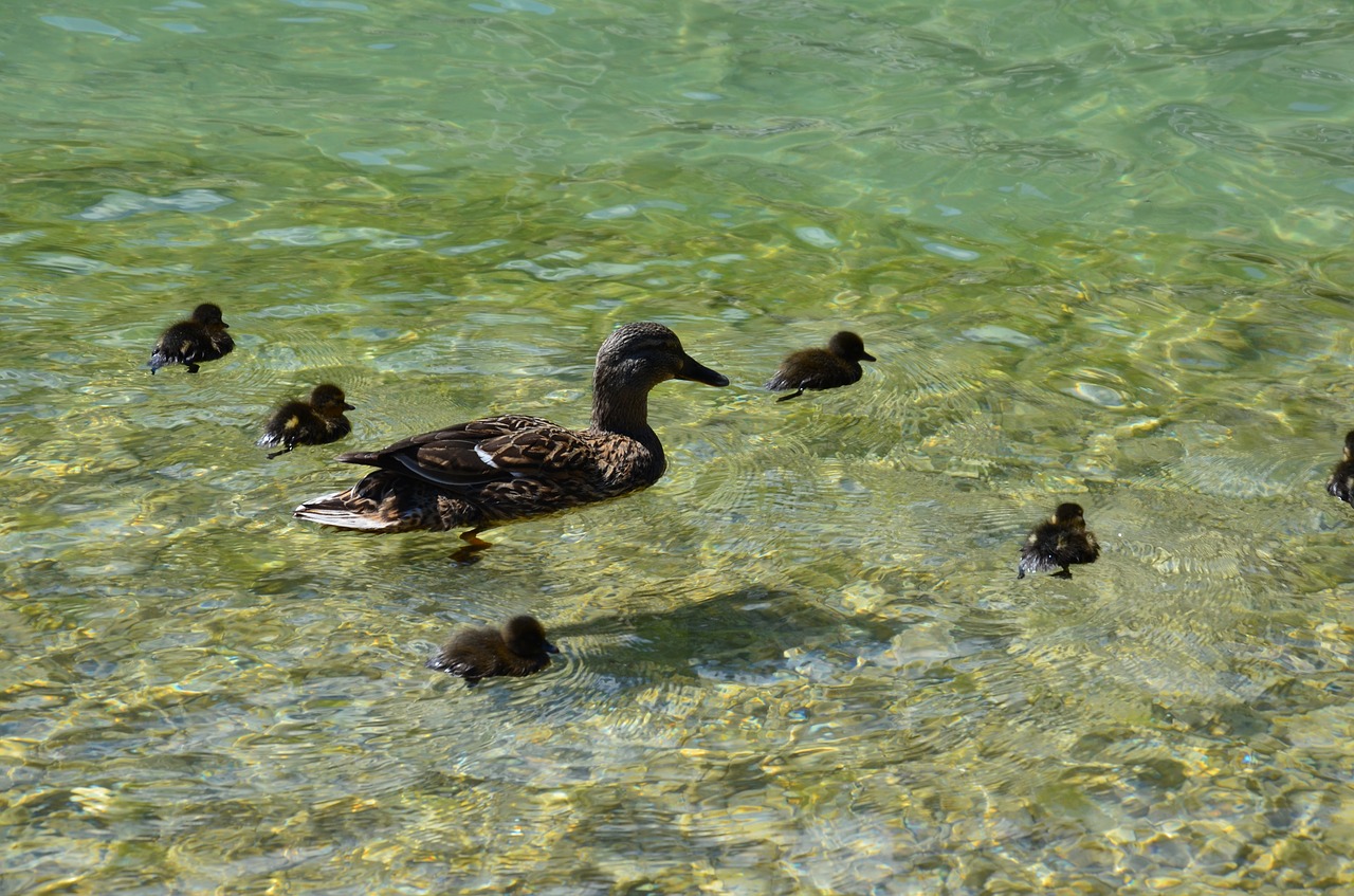 duck family lake bird free photo