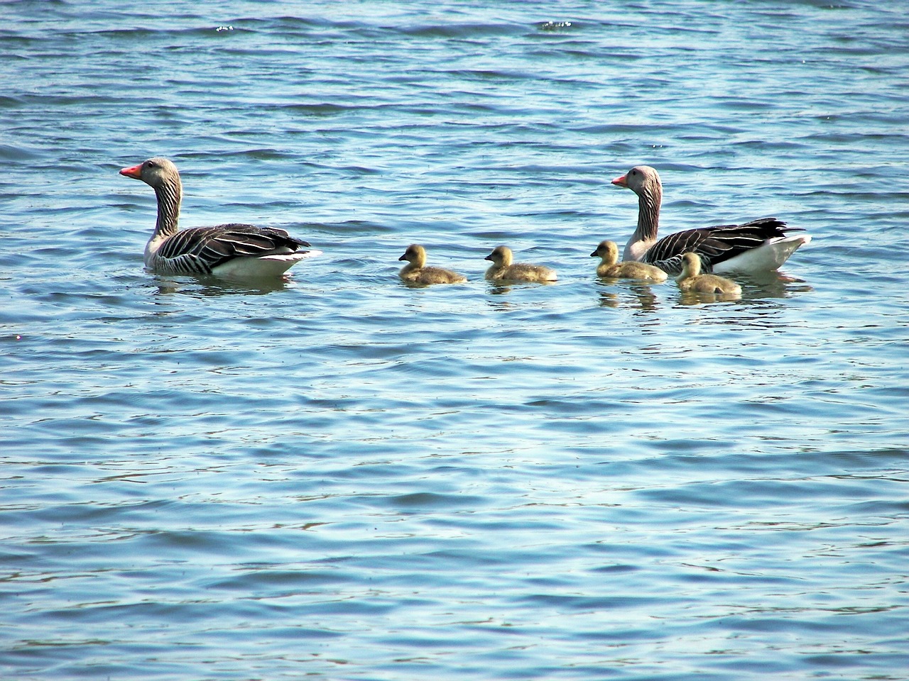 duck family animal grossensee free photo