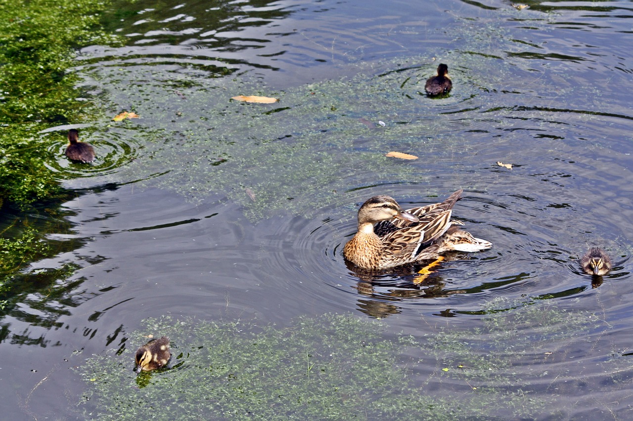 duck family quartet square free photo