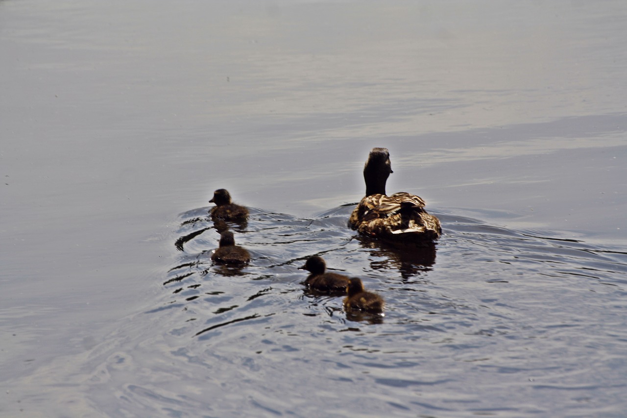 duck family more walk in the park free photo