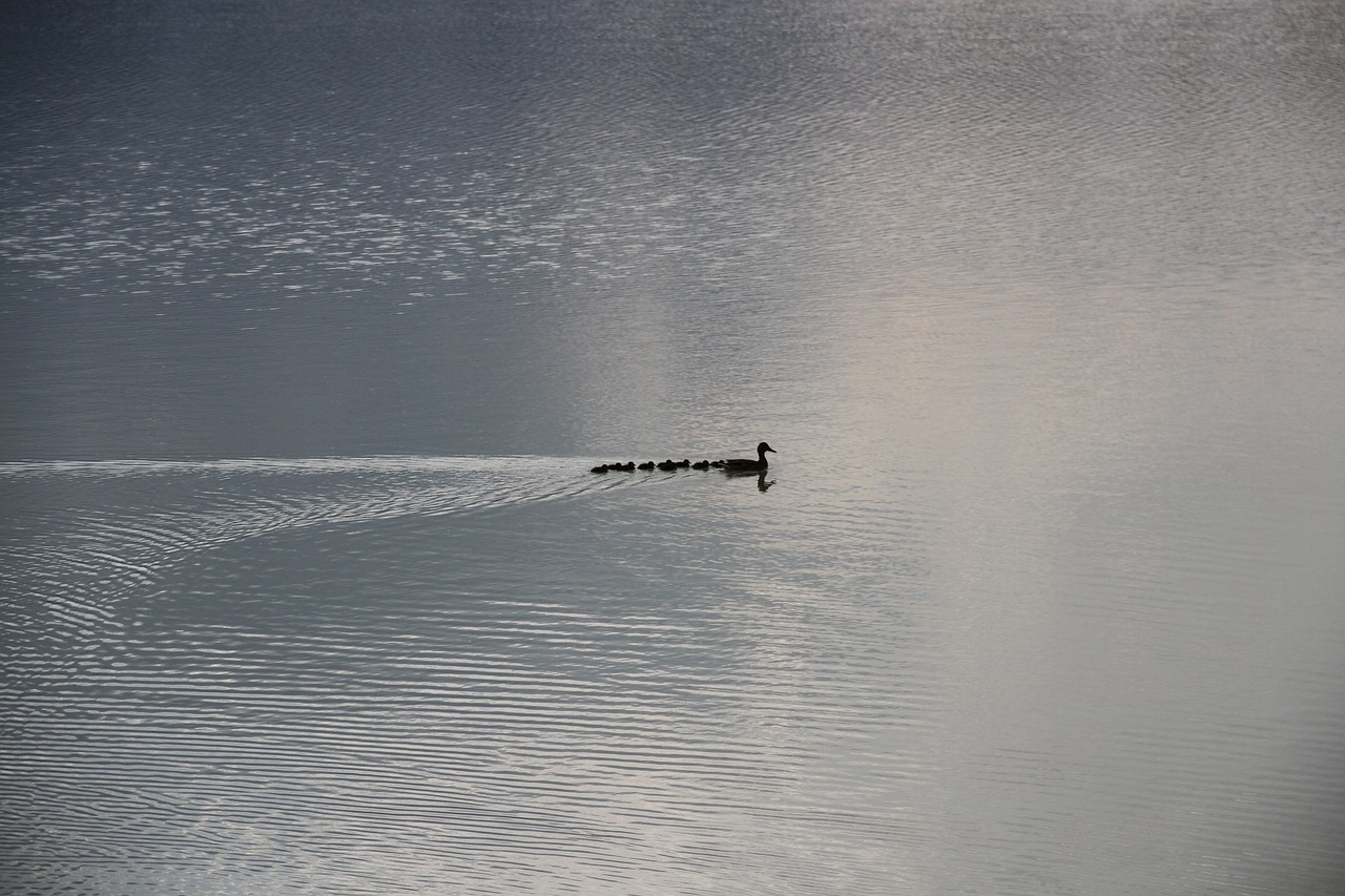 duck family river lake free photo