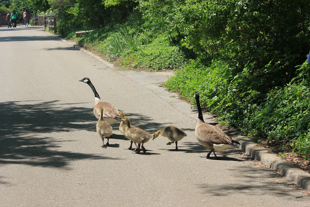 duck family ducks bird free photo