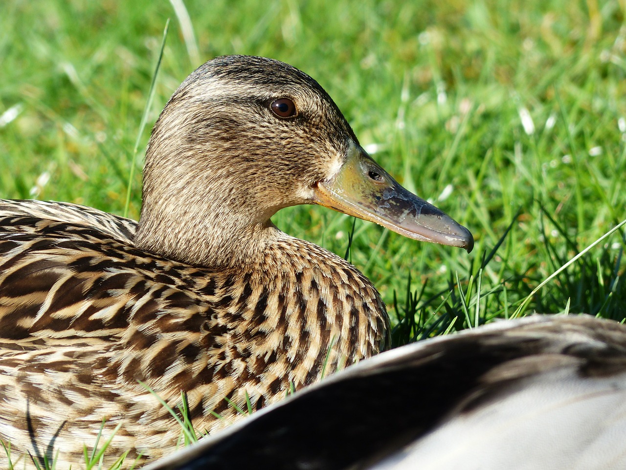 duck females mallard female free photo