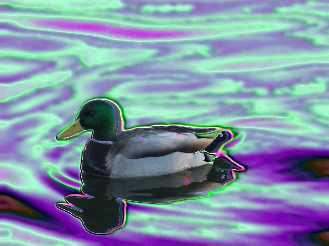 duck water duck graphic free photo