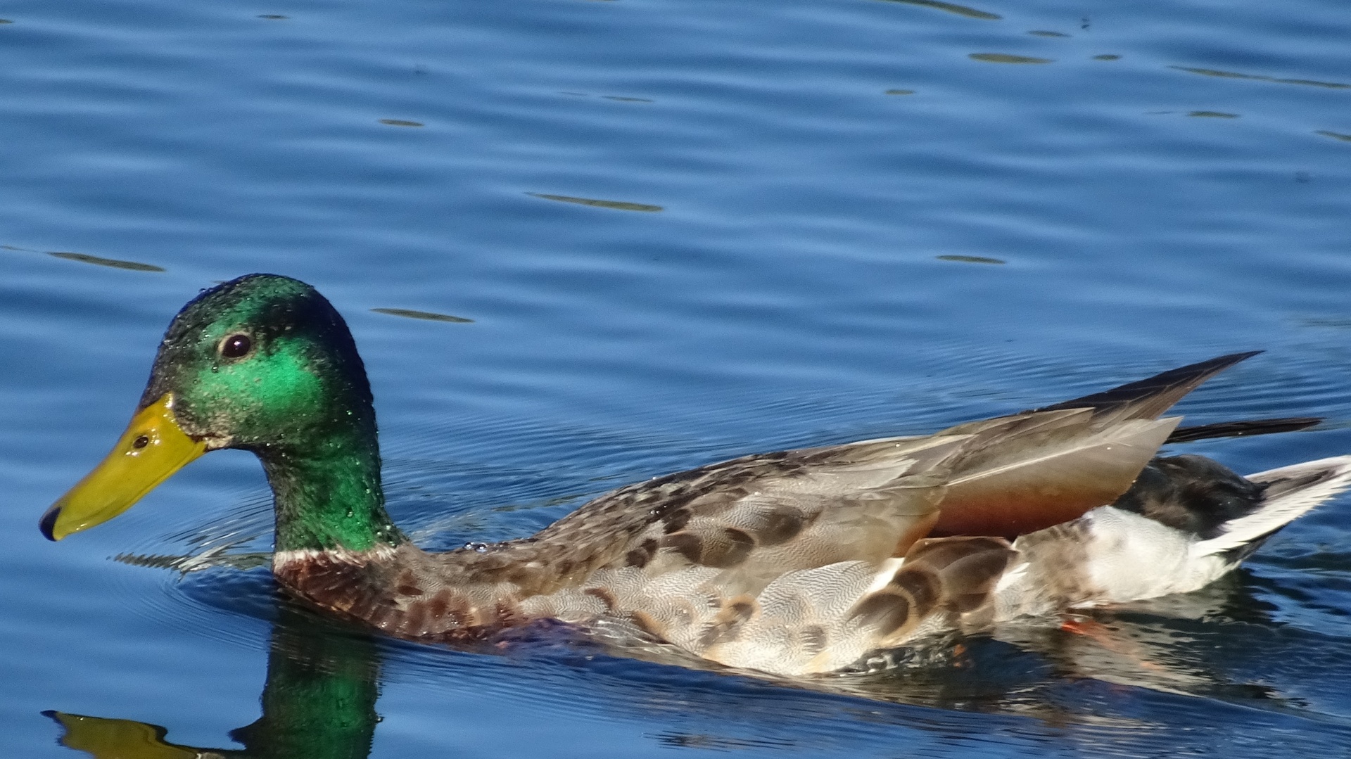 swim swimming duck free photo