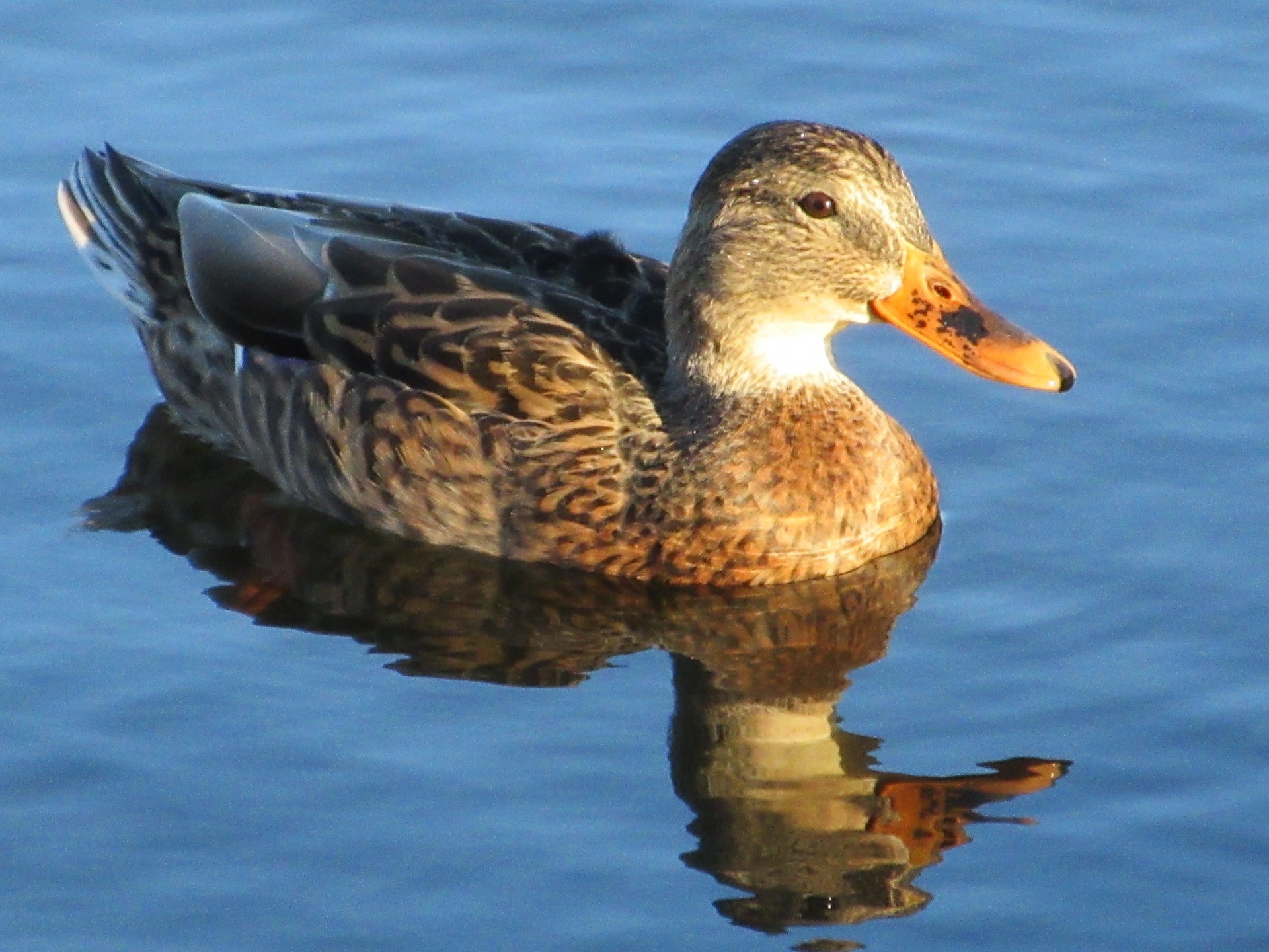 duck canadian swimming free photo