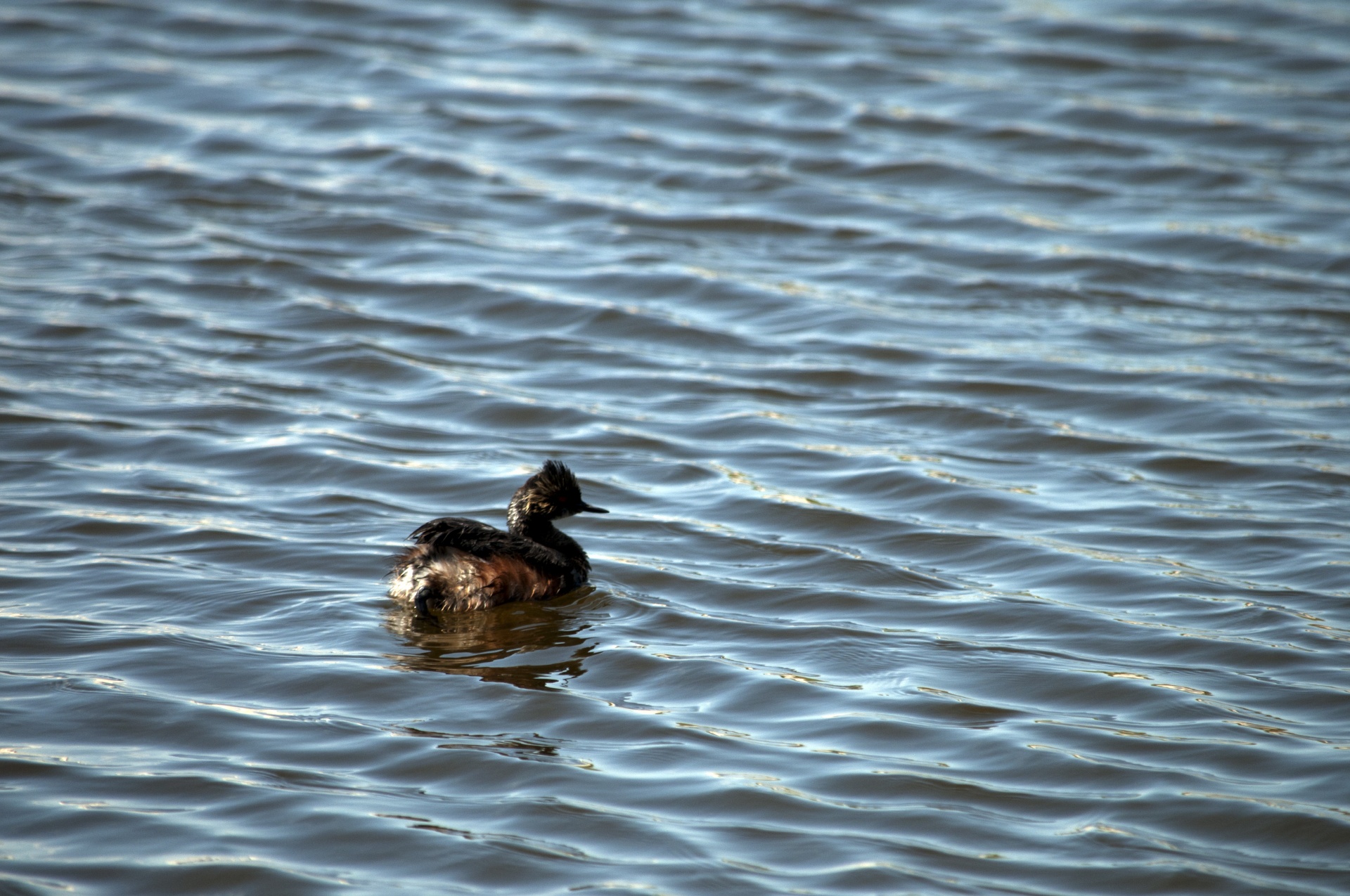 duck ducks lake free photo
