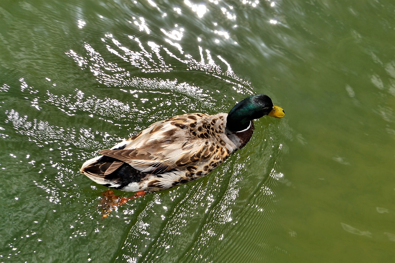 duck in water treading water waves free photo