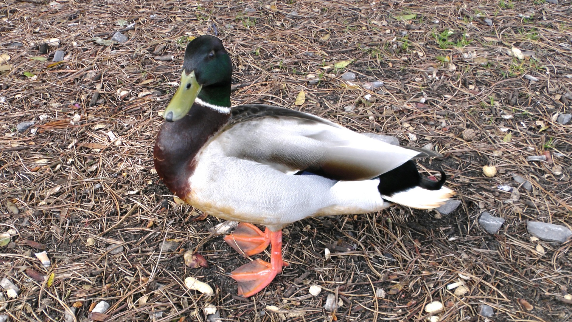 duck grass duck ducks free photo