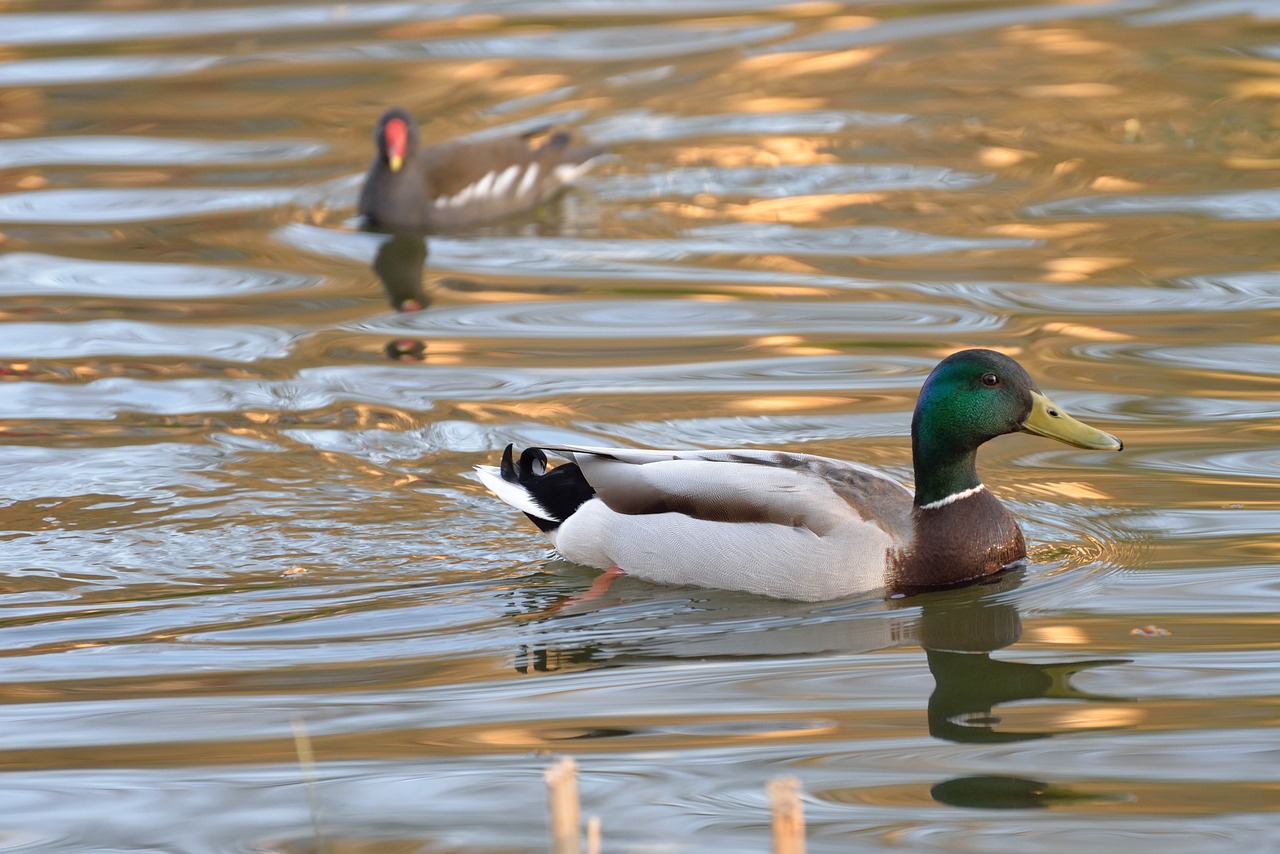 duck necklace  common coot  waterfowl free photo