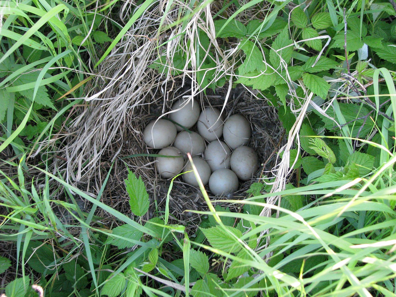 duck nest eggs unknown species free photo