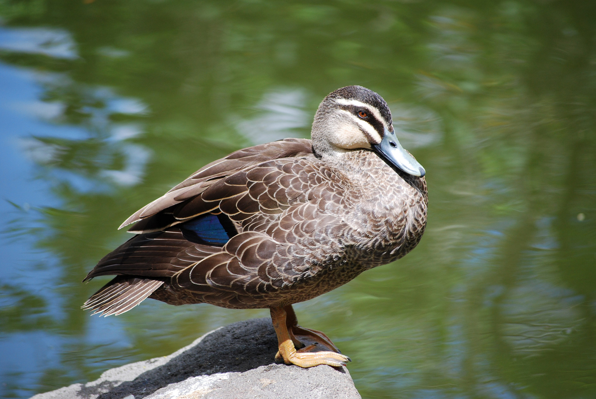 duck rock water free photo