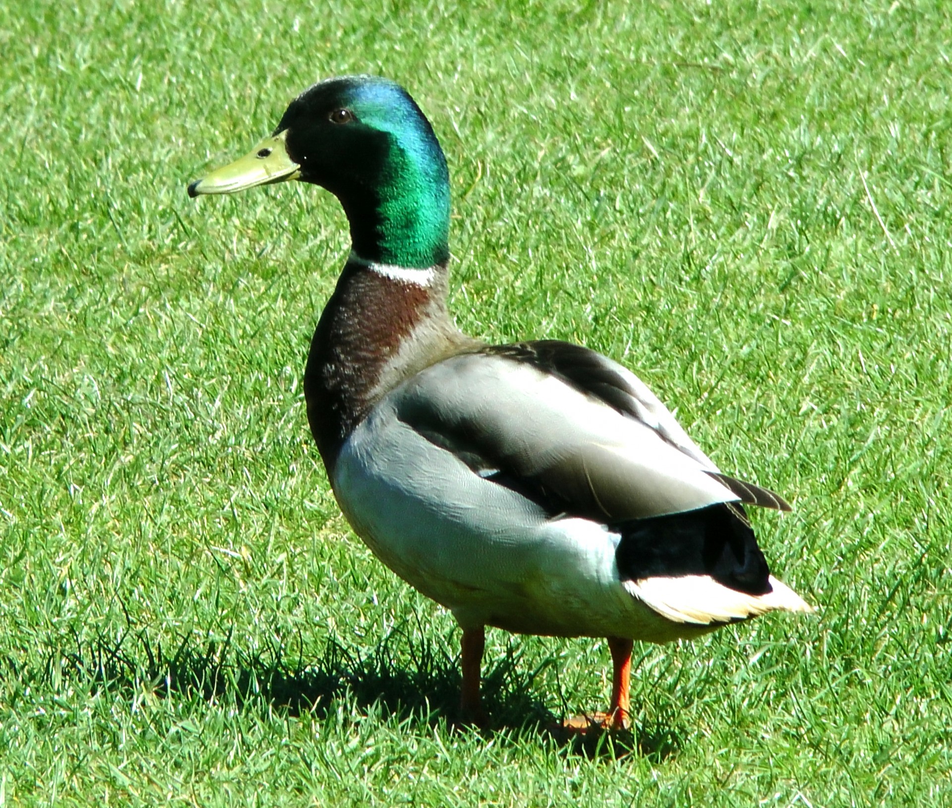 duck grass duck ducks free photo