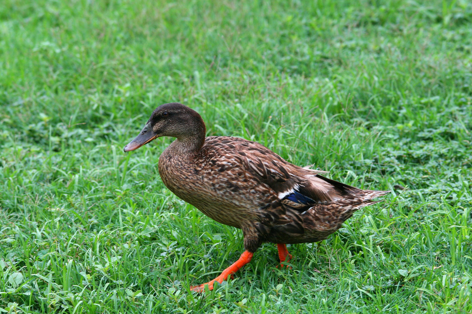 duck lawn waddling free photo