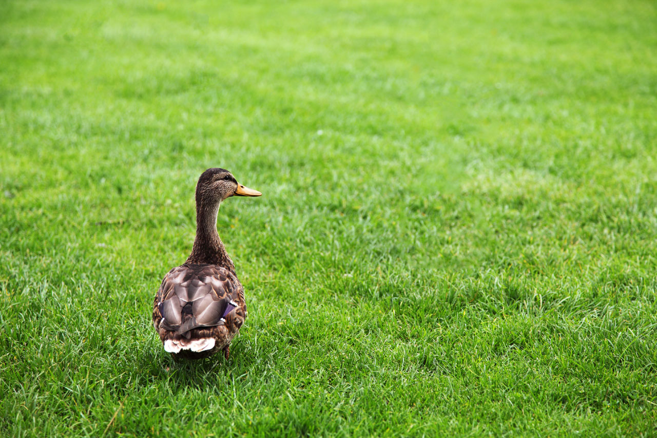 animal beak bird free photo