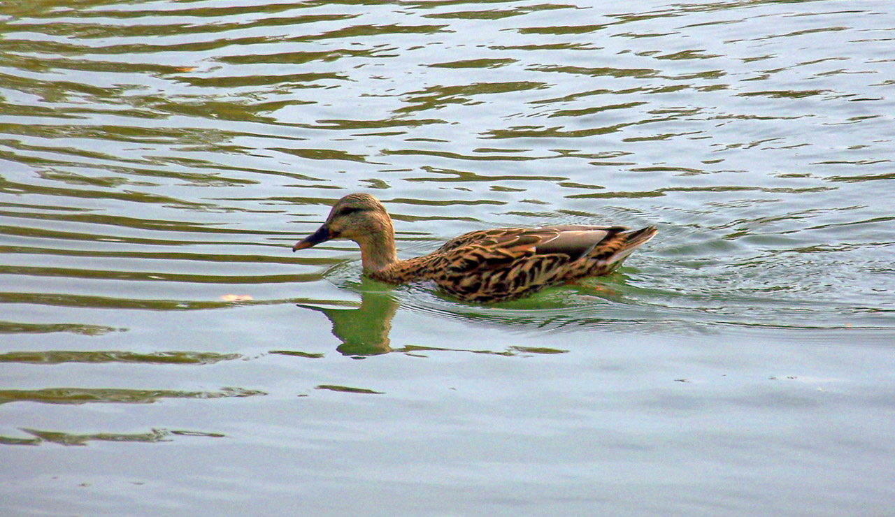 duck pond duck on pond free photo