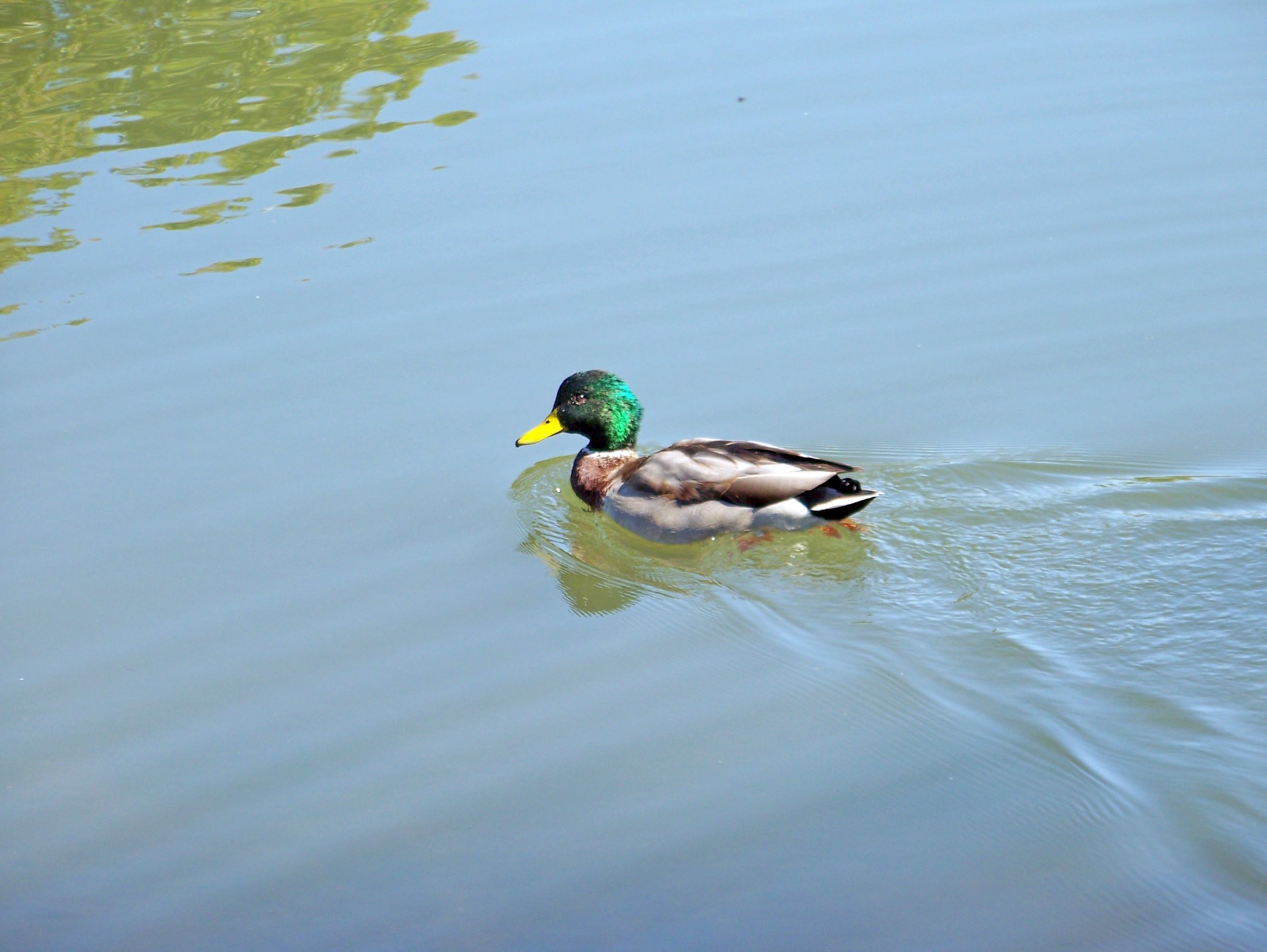 duck pond mallard free photo