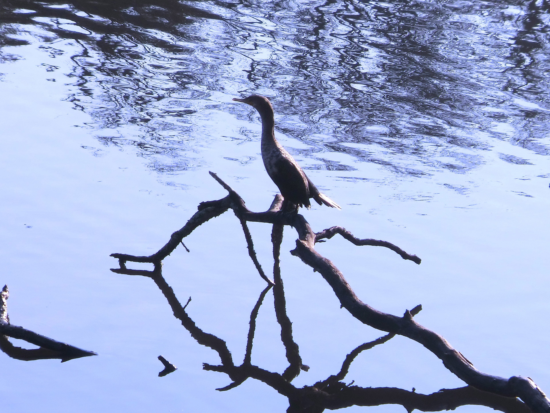 duck pond lake free photo